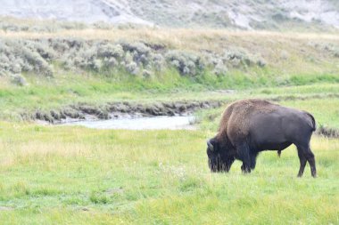 Mighty Bison at Yellowstone National Park USA