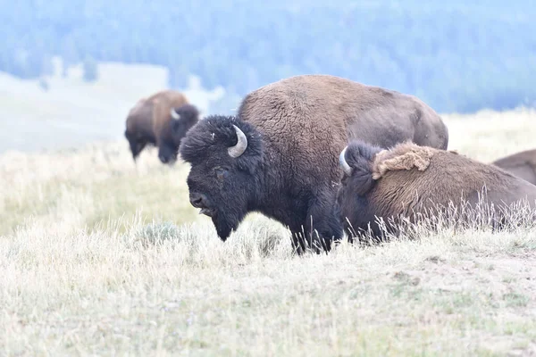 Mighty Bison at Yellowstone National Park USA