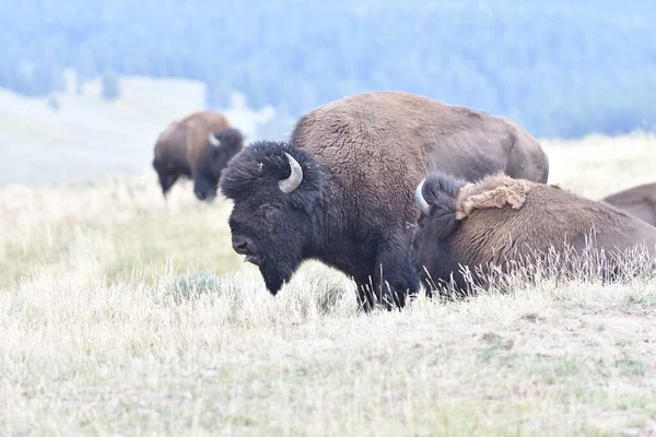 Mighty Bison Yellowstone National Park Usa — Stock Photo, Image