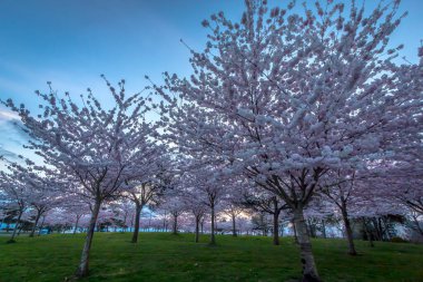Kiraz çiçekleri İlkbahar Richmond BC Kanada 