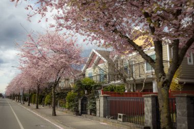 Richmond 'da Britanya Kolombiyası Kanada' da kiraz çiçekleri açıyor 