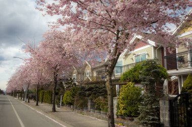 Richmond 'da Britanya Kolombiyası Kanada' da kiraz çiçekleri açıyor 