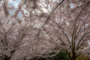 Richmond 'da Britanya Kolombiyası Kanada' da kiraz çiçekleri açıyor 