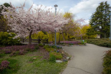 Richmond 'da Britanya Kolombiyası Kanada' da kiraz çiçekleri açıyor 