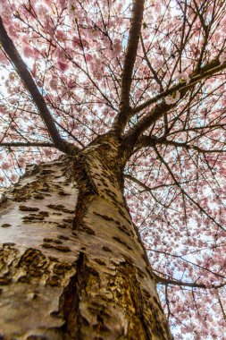Neşeli çiçekler İlkbahar Güzel Britanya Kolombiyası Kanada 