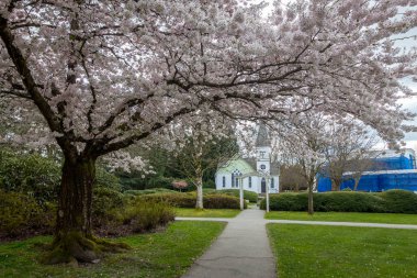 Neşeli çiçekler İlkbahar Güzel Britanya Kolombiyası Kanada 