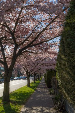 Richmond 'da Britanya Kolombiyası Kanada' da kiraz çiçekleri açıyor 
