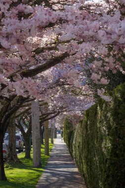 Richmond 'da Britanya Kolombiyası Kanada' da kiraz çiçekleri açıyor 