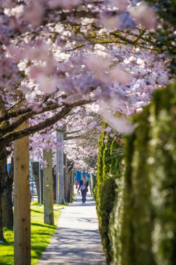 Richmond 'da Britanya Kolombiyası Kanada' da kiraz çiçekleri açıyor 