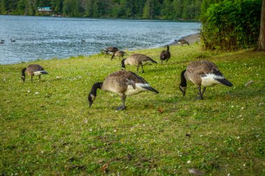 British Columbia Kanada 'daki parklar