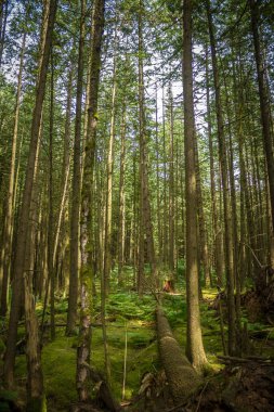 Britanya Kolombiya Ormanı Kanada