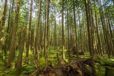 Britanya Kolombiya Ormanı Kanada