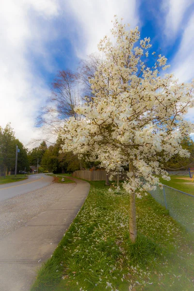 Цвітіння Квітки Весною Richmond Canada — стокове фото