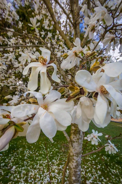 加拿大里士满不列颠哥伦比亚省春天的花树 — 图库照片