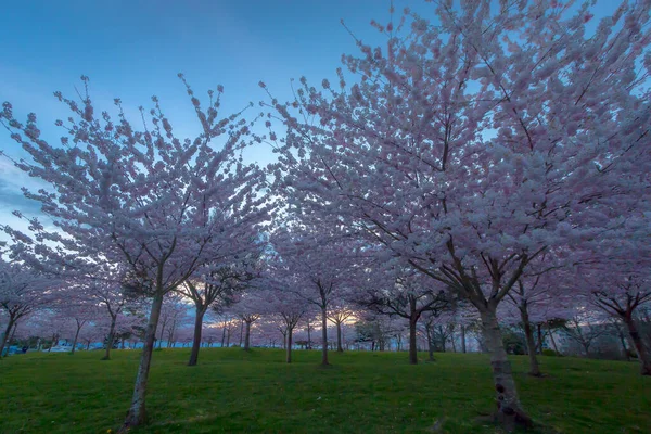 Flores Cerezo Primavera Richmond Canadá — Foto de Stock