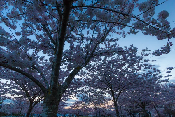 Flores Cerezo Primavera Richmond Canadá — Foto de Stock