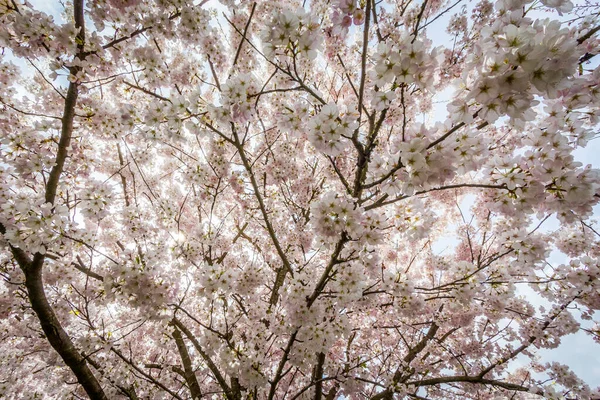 Cereja Flores Primavera Richmond Colúmbia Britânica Canadá — Fotografia de Stock