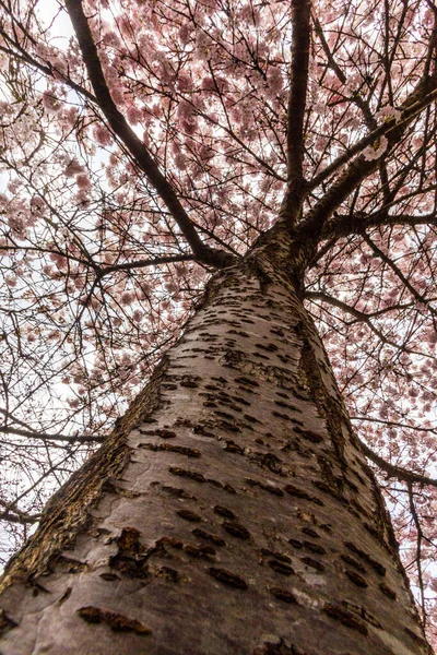 Cereja Flores Primavera Richmond Colúmbia Britânica Canadá — Fotografia de Stock