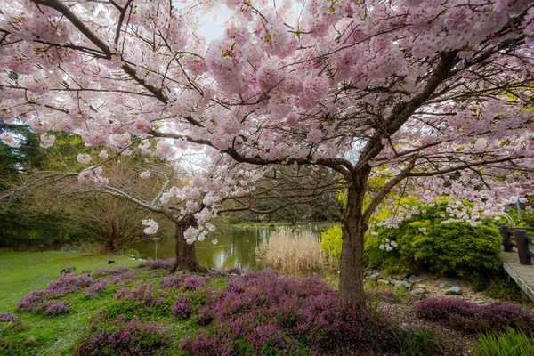 Cheery Blossoms Spring Beautiful British Columbia Canada — Stock Photo, Image