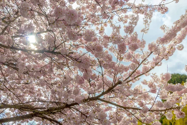 快乐的花朵春天美丽的不列颠哥伦比亚省加拿大 — 图库照片
