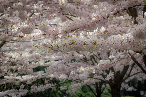 Flores Cerezo Primavera Richmond Columbia Británica Canadá — Foto de Stock