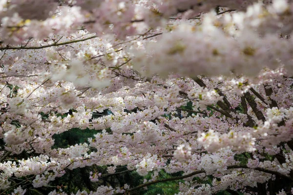 Cereja Flores Primavera Richmond Colúmbia Britânica Canadá — Fotografia de Stock