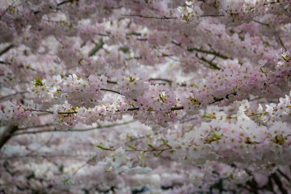 加拿大里士满不列颠哥伦比亚省的樱花春天 — 图库照片