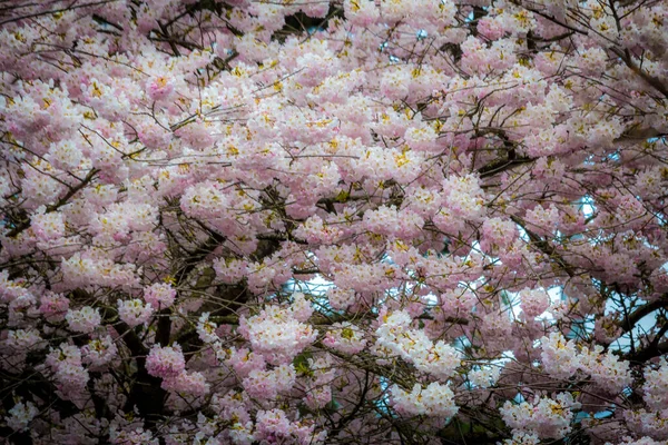 Cherry Blossoms Spring Richmond British Columbia Canada — Stock Photo, Image