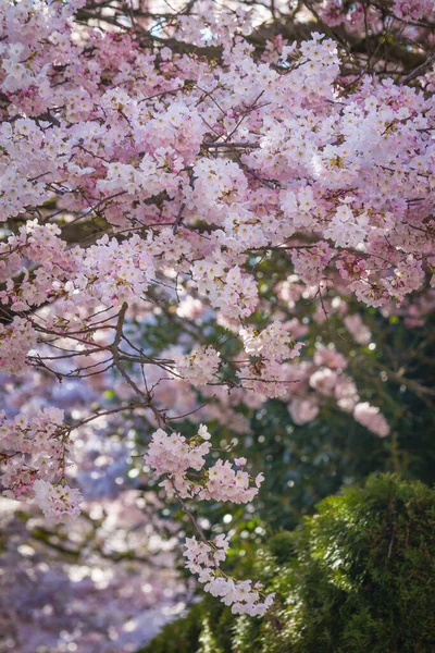 Квіти Вишневого Цвіту Ростуть Річмонді Британська Колумбія — стокове фото