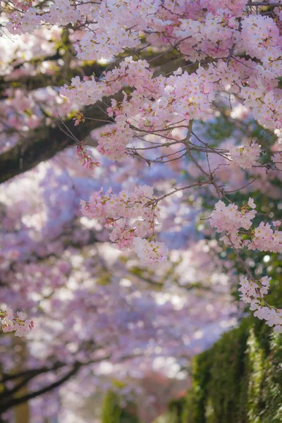 Квіти Вишневого Цвіту Ростуть Річмонді Британська Колумбія — стокове фото