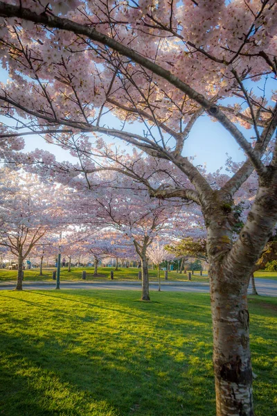 Flores Cerezo Primavera Richmond Columbia Británica Canadá — Foto de Stock