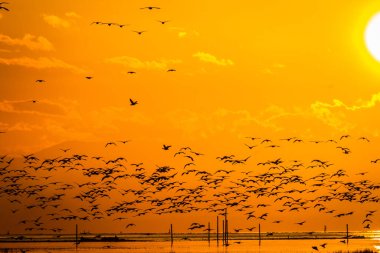 Kuşlar Kanada 'dan Güney' e kış göçü