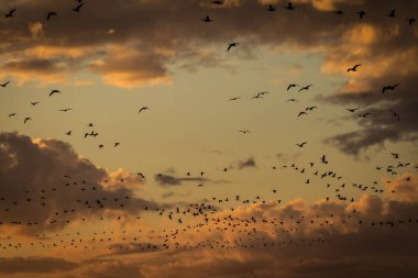 Kuşlar Kanada 'dan Güney' e kış göçü