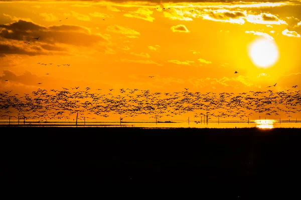 Birds winter immigration from Canada to South