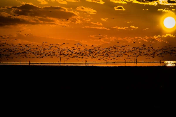 Birds winter immigration from Canada to South