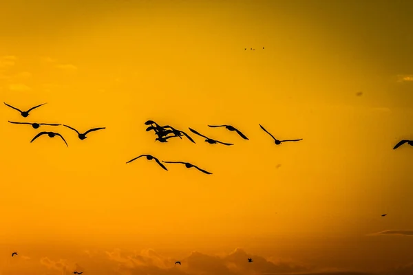 Birds winter immigration from Canada to South