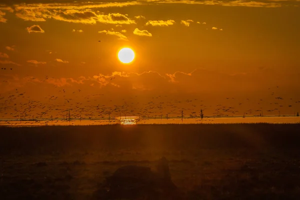 Vogels Winterimmigratie Van Canada Naar Zuid — Stockfoto