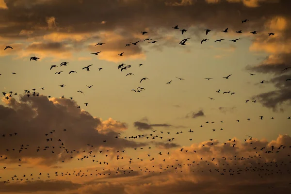 Birds winter immigration from Canada to South