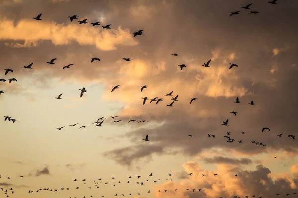 Birds winter immigration from Canada to South