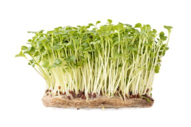  Beyaz arka planda turp filizleri, mikro yeşiller, sağlıklı gıda kavramı.