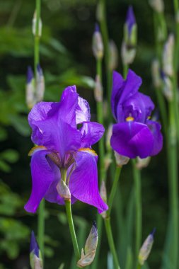 İris çiçekleri yakın plan, doğa, bahçe, ilkbahar, yaz, fuşya