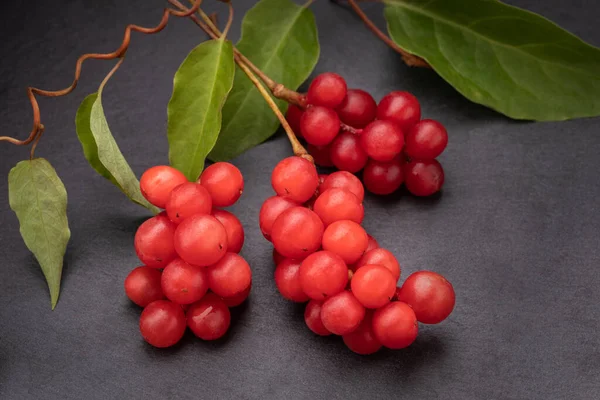 Berry Dos Cinco Sabores Schisandra Chinesis Closeup Fundo Preto Natureza — Fotografia de Stock