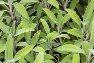 Adaçayı bitkisi yakın plan, Salvia officinalis, aromatik bitki, alternatif tıp, doğal tedavi, baharatlar. Yüksek kalite fotoğraf