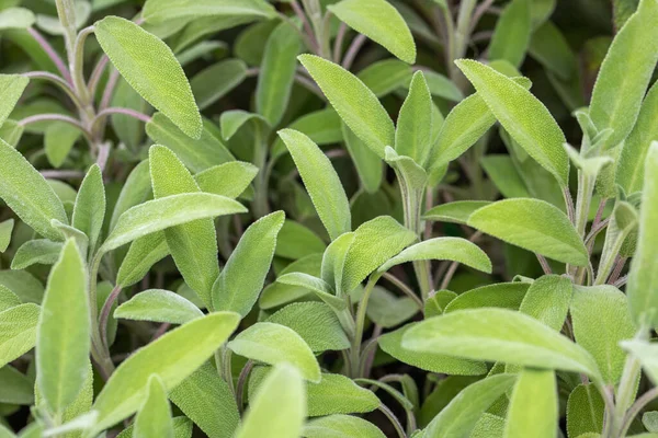 Adaçayı bitkisi yakın plan, Salvia officinalis, aromatik bitki, alternatif tıp, doğal tedavi, baharatlar. Yüksek kalite fotoğraf
