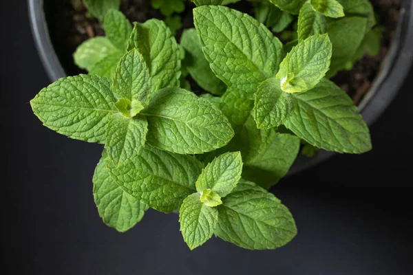 Erbe Alla Menta Piante Fondo Nero Concetto Spezie Aromi Natura — Foto Stock