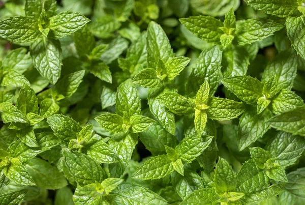 Erba Menta Pianta Sfondo Menta Concetto Spezie Aromi Natura Aromaterapia — Foto Stock