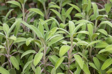 Adaçayı bitkisi yakın plan, Salvia officinalis, aromatik bitki, alternatif tıp, doğal tedavi, baharatlar. Yüksek kalite fotoğraf
