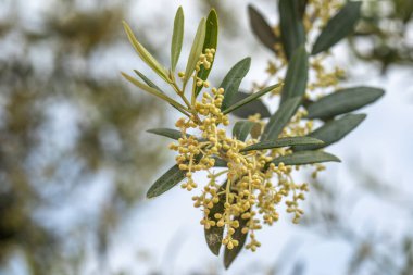 Zeytin ağacı açar, zeytin ağacının dallarındaki çiçekler yakın plan, ilkbahar, doğa, seçici odak, bulanık. Yüksek kalite fotoğraf