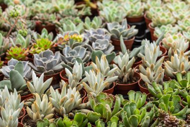 Kaktüs yakın plan, kaktüs arka plan, şişman bitkiler, doğanın çeşitliliği. Yüksek kalite fotoğraf