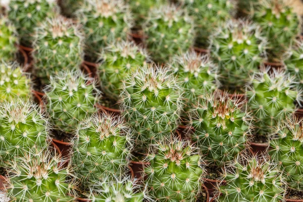 Cacti closeup, cacti background, fat plants, variety of nature. High quality photo